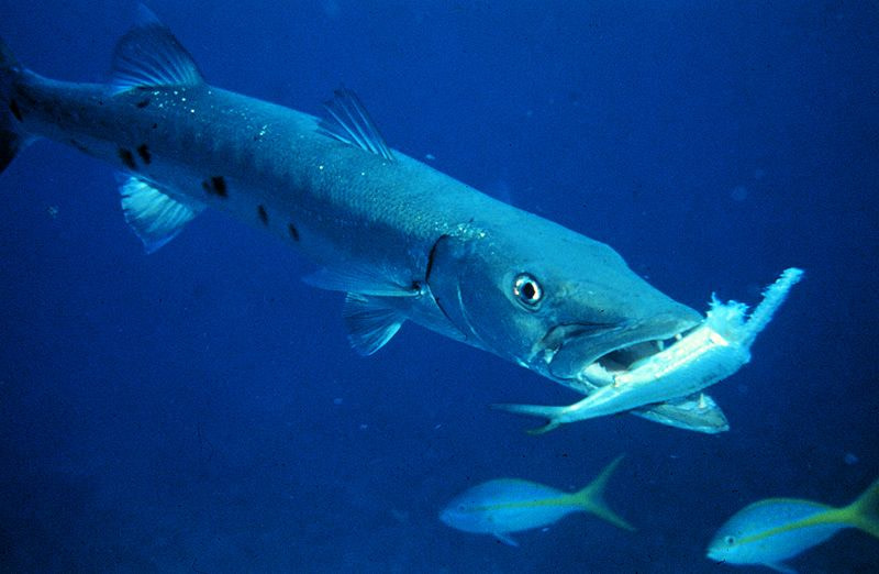 Barracuda Sphyraena o barracuda: el tigre de los mares